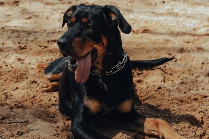 Un Rottweiler allongé dans le sable avec la langue pendue