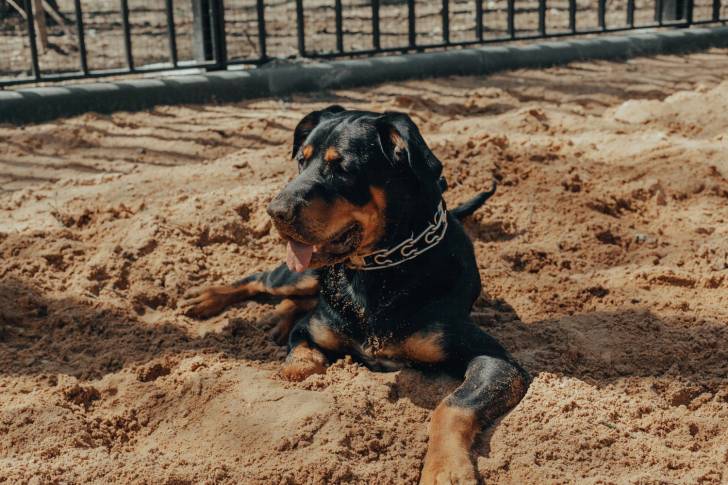 Un Rottweiler allongé dans le sable