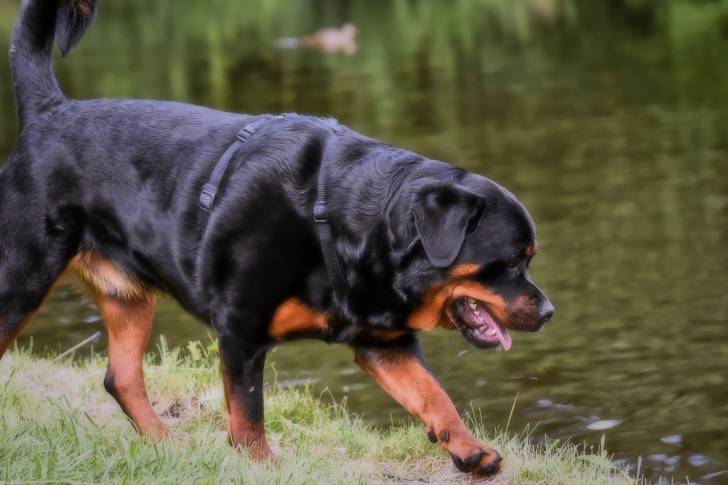 Un Rottweiler qui se promène au bord de l'eau