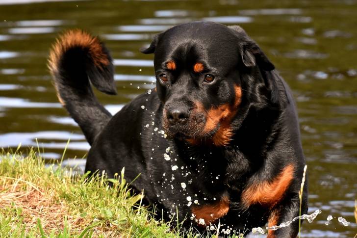 Un Rottweiler qui sort de l'eau