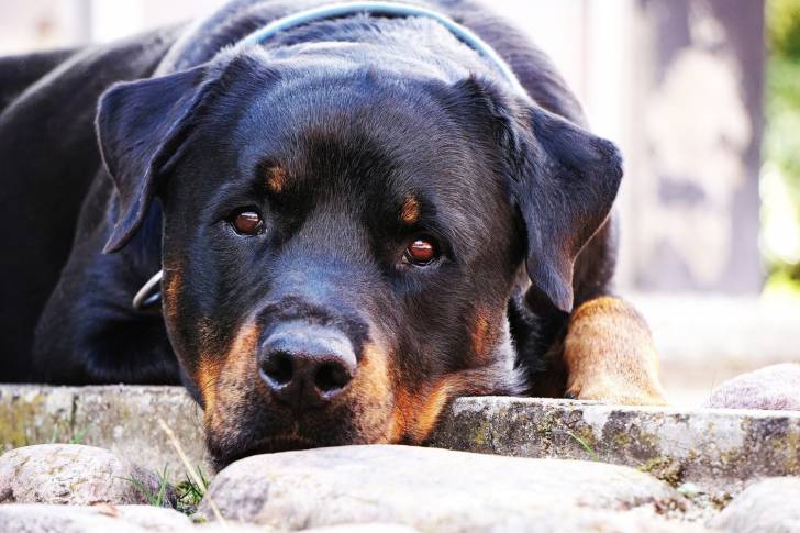 Un Rottweiler fatigué allongé sur un sol en pierre