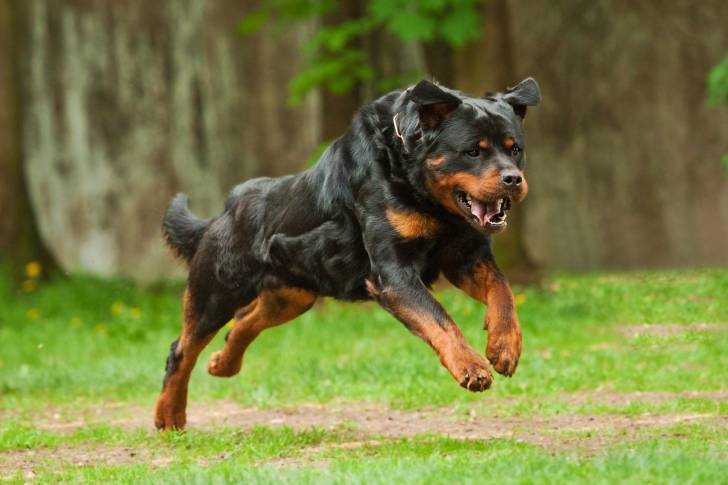 Un Rottweiler en train de courir dans en pleine nature
