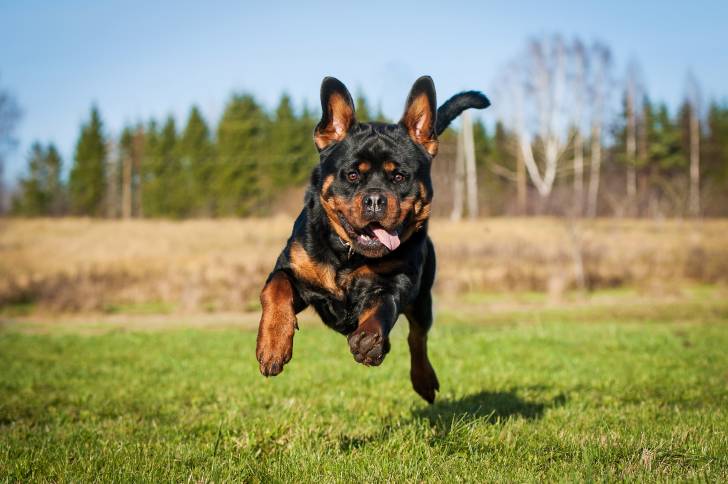 Un Rottweiler en train de courir dans un champ
