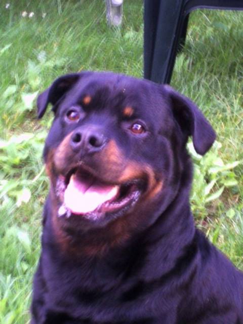 max - Rottweiler Mâle (5 mois)