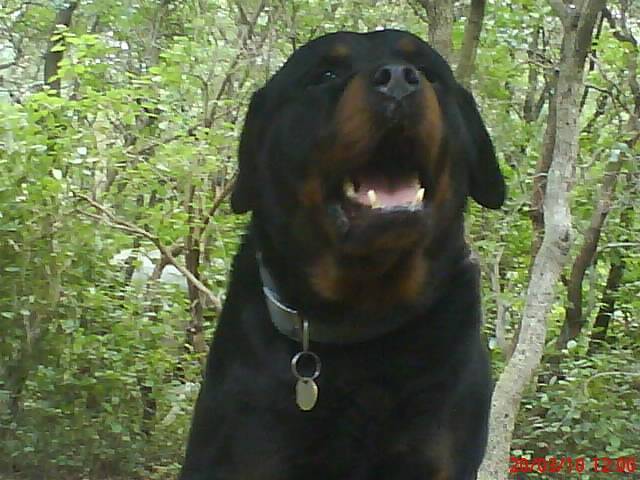 Shark - Rottweiler Mâle (8 ans)