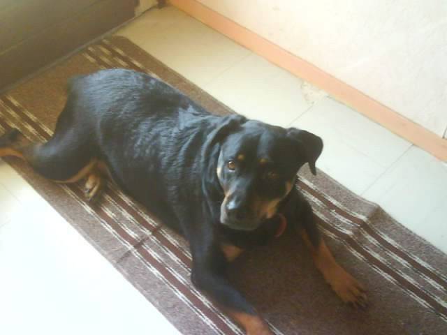 Roxane - Rottweiler (5 mois)
