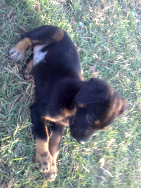 pedro - Rottweiler Mâle (2 mois)