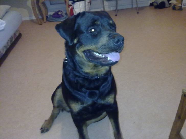 elanka - Rottweiler (2 ans)