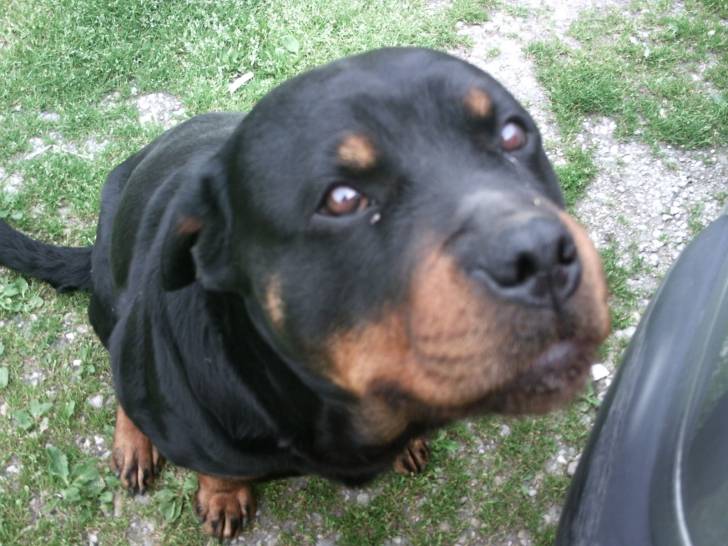 vince - Rottweiler (2 ans)