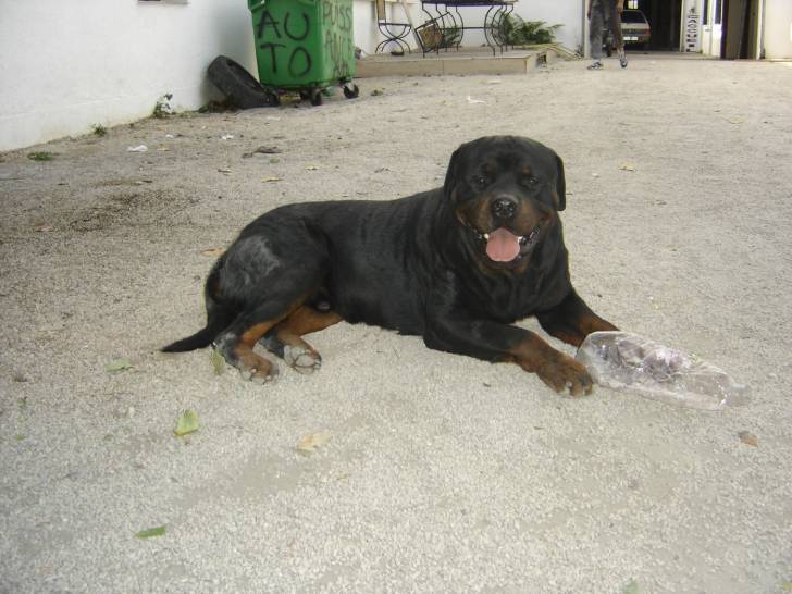 éros - Rottweiler Mâle (2 ans)