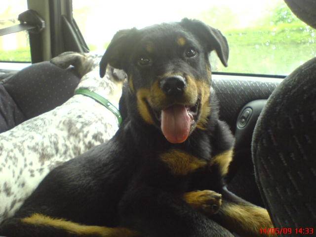 Léo - Rottweiler Mâle (5 mois)