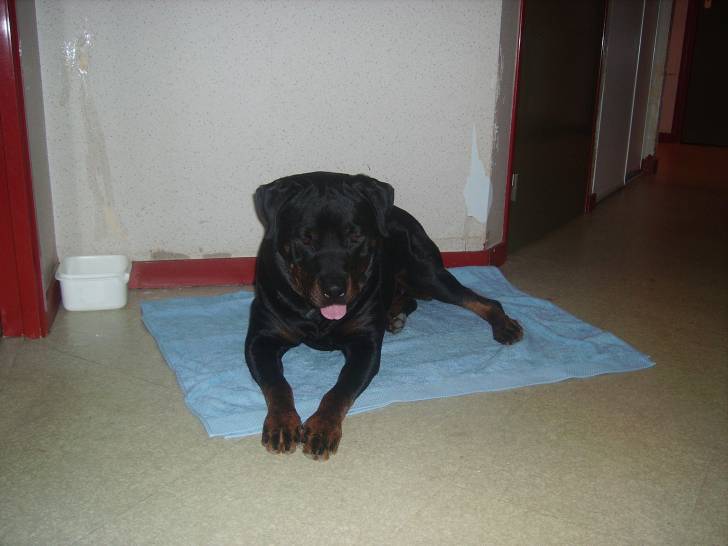 Airone - Rottweiler (6 ans)
