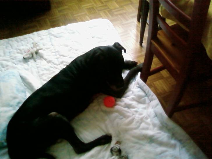 dimitri - Rottweiler Mâle (10 ans)