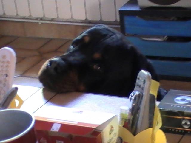 simba - Rottweiler Mâle (7 mois)