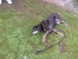 chasey - Rottweiler (14 ans)