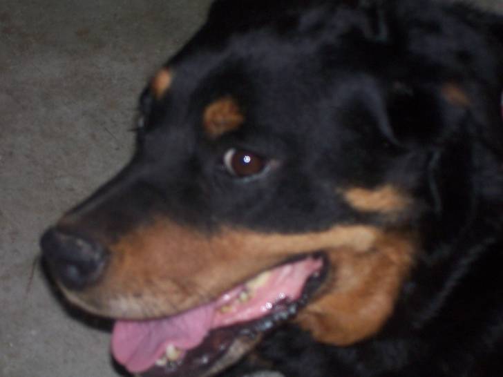 Mimi - Rottweiler (7 ans)