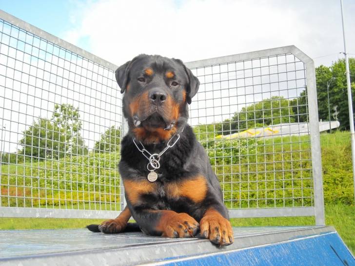 balthazar - Rottweiler Mâle (3 ans)