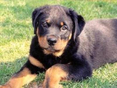 Roxy - Rottweiler (8 mois)