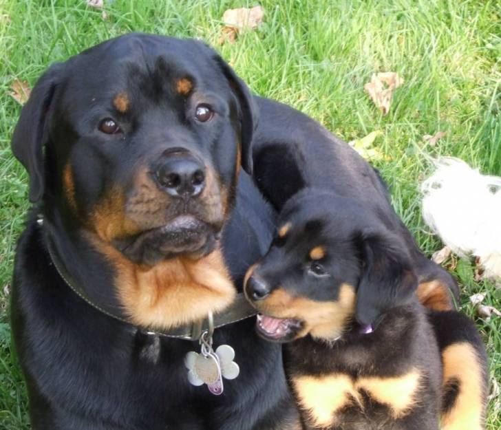 Rottweilers - Rottweiler Mâle (2 ans)