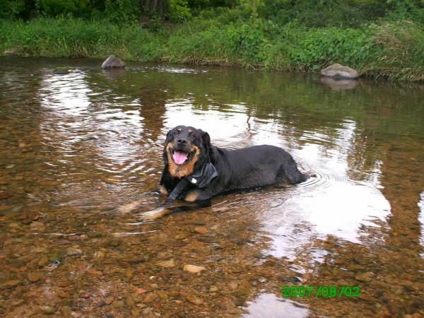 Calypso - Rottweiler (9 ans)