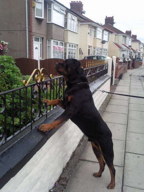 charlie - Rottweiler Mâle (4 ans)
