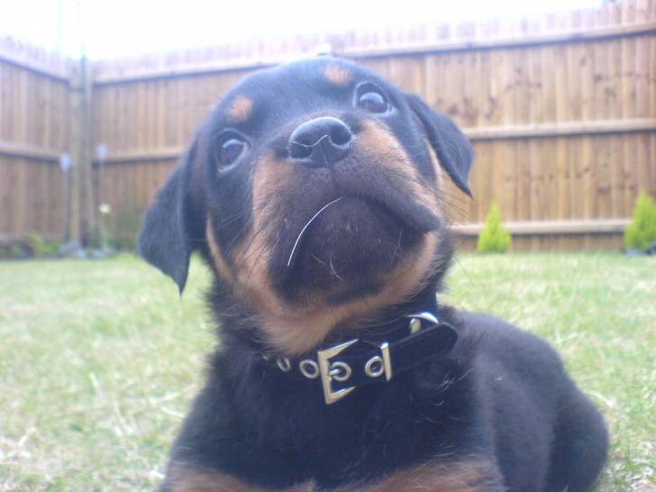Ella - Rottweiler (2 mois)
