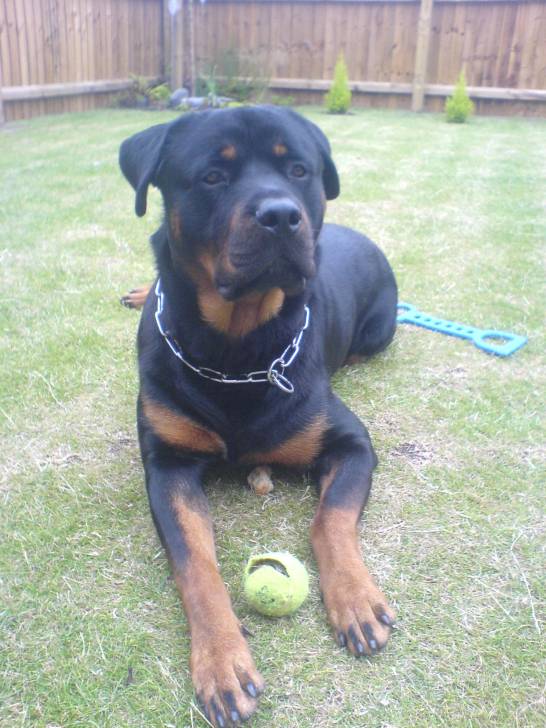 Spike - Rottweiler Mâle (2 ans)