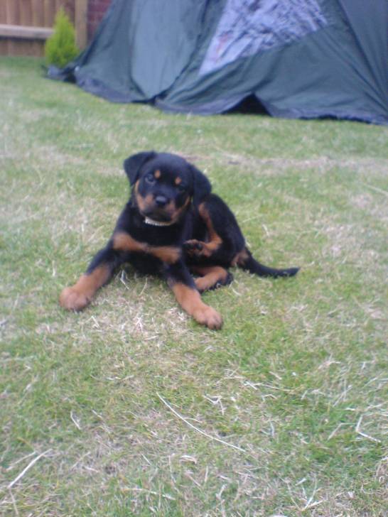 Ella as a baby x - Rottweiler (2 mois)