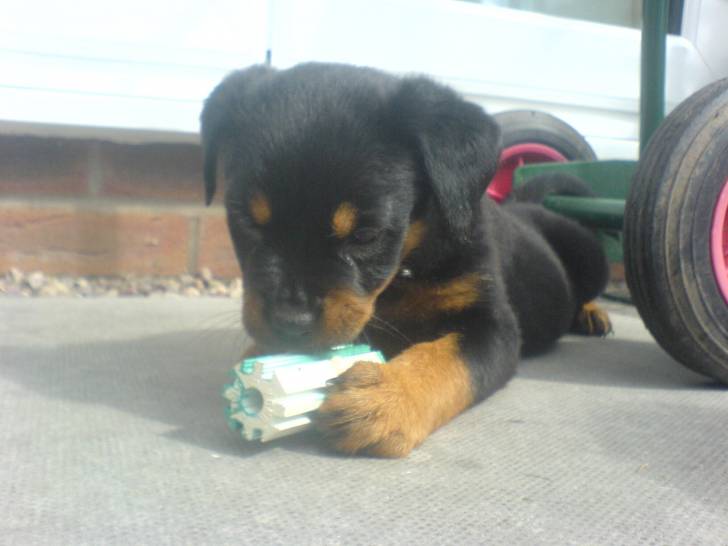 Ella chewing her toy x - Rottweiler (2 mois)