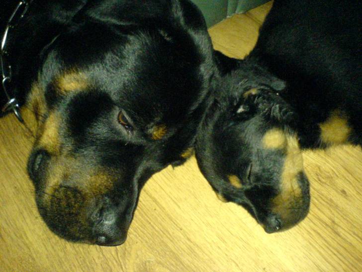 Spike and Ella love at first sight x - Rottweiler