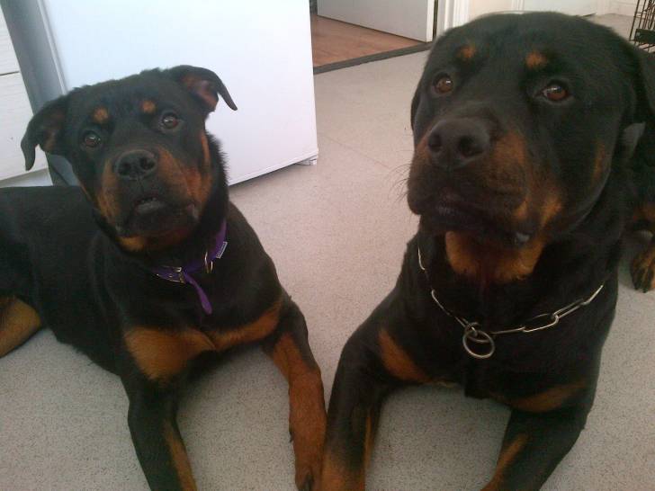 My babies Ella and Spike x - Rottweiler