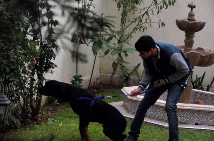 JACK - Rottweiler Mâle (11 mois)