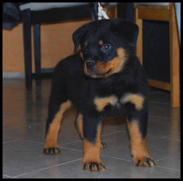 robine - Rottweiler (11 mois)