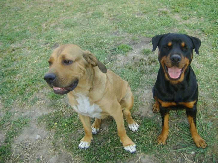 Melisa - Rottweiler (2 ans)