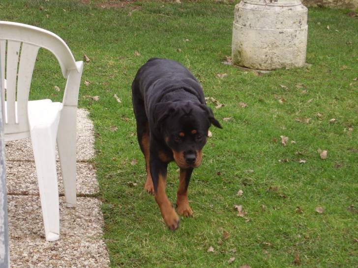 laila - Rottweiler (6 ans)