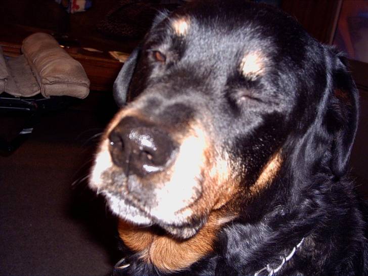 Pandora - Rottweiler (12 ans)