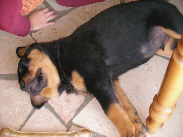 Cassius - Rottweiler Mâle (2 ans)