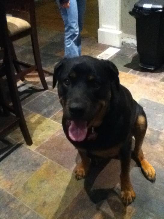 Bishop - Rottweiler Mâle (2 ans)