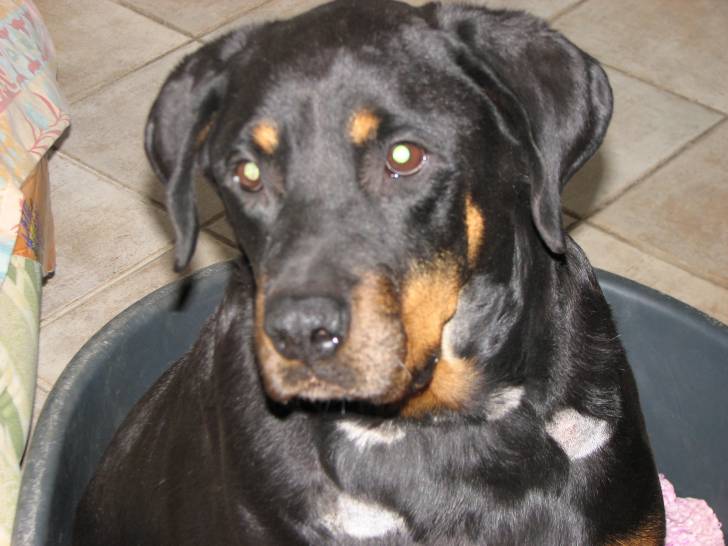 kyara - Rottweiler (4 ans)