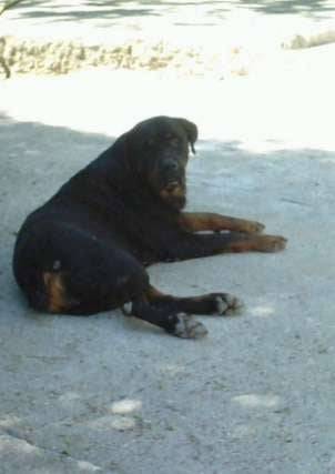 Tangua - Rottweiler (8 ans)
