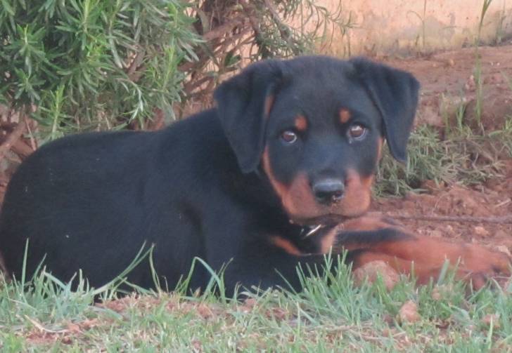 Holly - Rottweiler (2 mois)