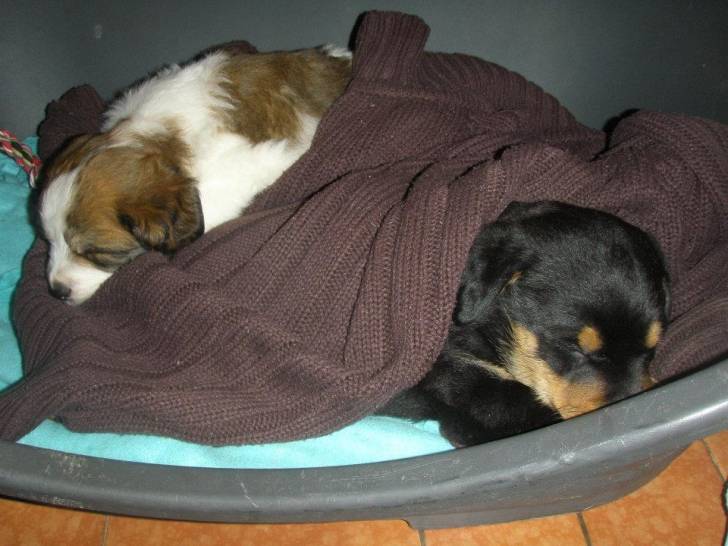 tayson - Rottweiler Mâle (4 mois)