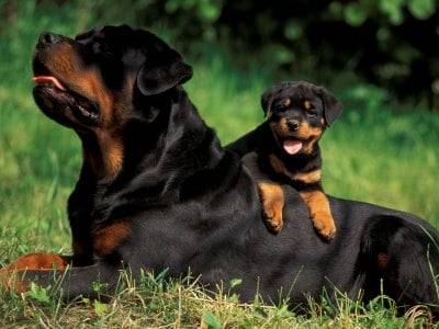 rambo y su amigo :) - Rottweiler Mâle (4 ans)