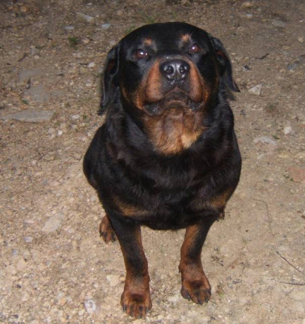 hugo - Rottweiler Mâle (5 ans)