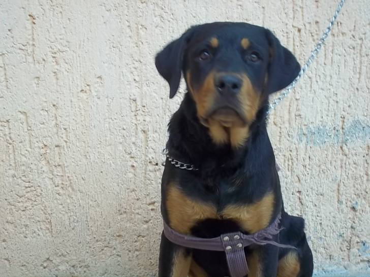REXXX - Rottweiler Mâle (10 mois)
