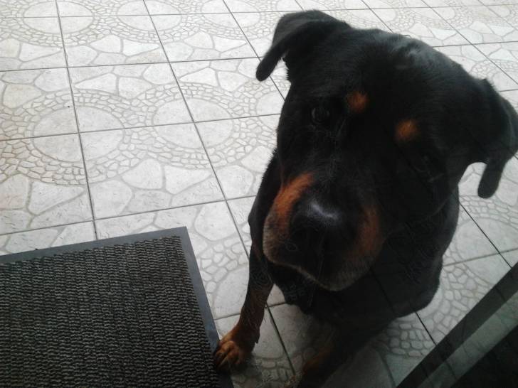 Houtch - Rottweiler Mâle (10 ans)