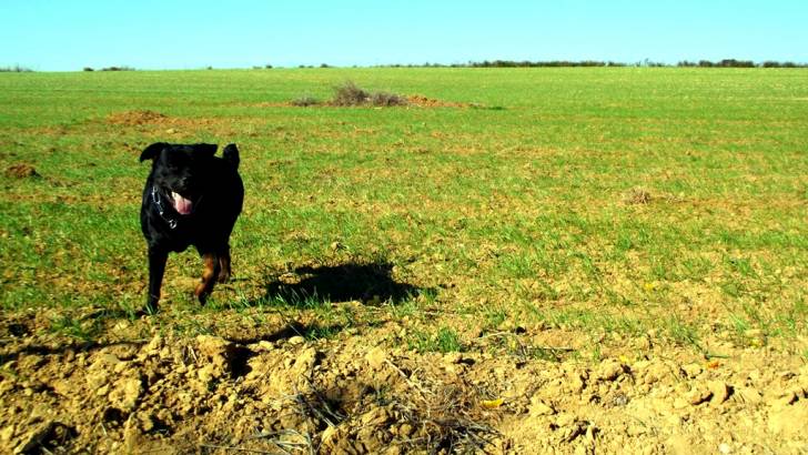 Rotty - Rottweiler Mâle (3 ans)