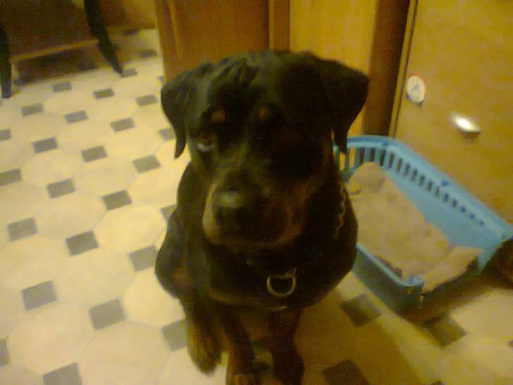 Bambou - Rottweiler (2 ans)
