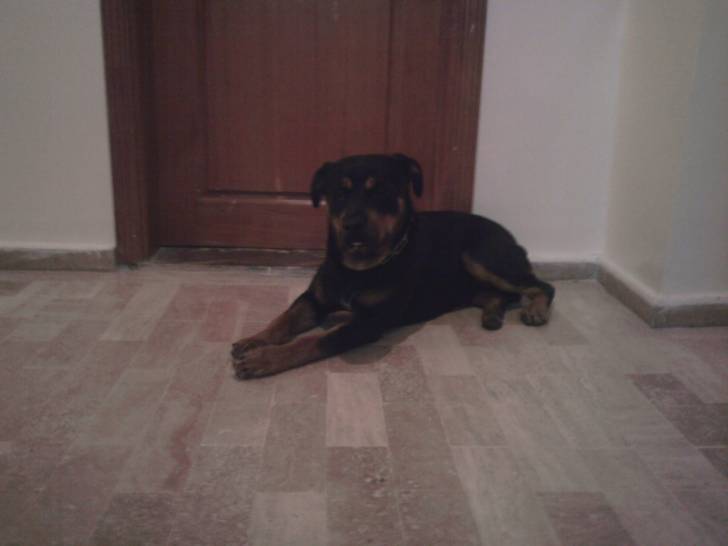diablo - Rottweiler Mâle (1 mois)