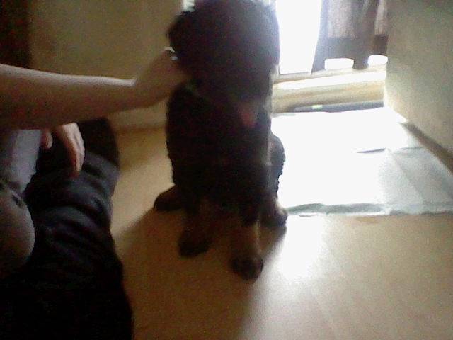 Sage - Rottweiler Mâle (3 mois)